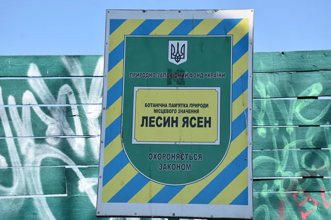 Лесин ясен у Луцьку серйозно похилився: до порятунку залучають спеціалістів (фото)
