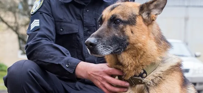 У Луцькому районі службовий собака розшукав двох грабіжників