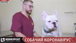 Собачий коронавірус: на Волині почастішали випадки недуги