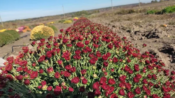 Мешканка Луцького району вирощує понад сто сортів хризантем (фото, відео)