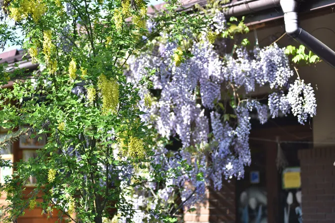 У Луцьку розквітло райське «солодке» дерево: де саме (фото)