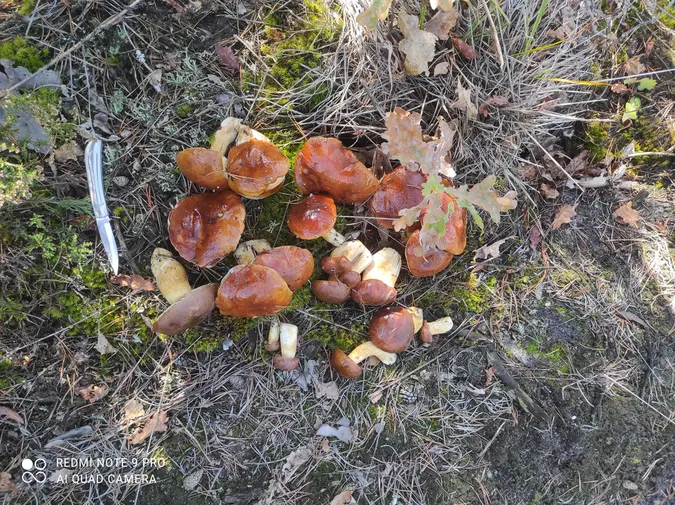В лісах на Маневиччині збирають гори грибів (фото)