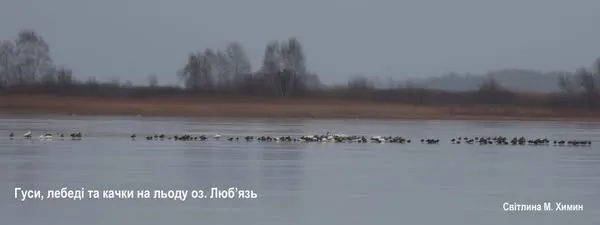 Гуси, лебеді, качки: в озері на Волині – аномально велике скупчення водоплавних птахів (фото)