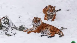 Луцькі тигри позували перед об'єктивом (фото) 