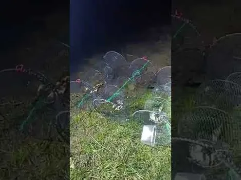 На Волині визволили десятки раків із незаконних ятерів (відео)