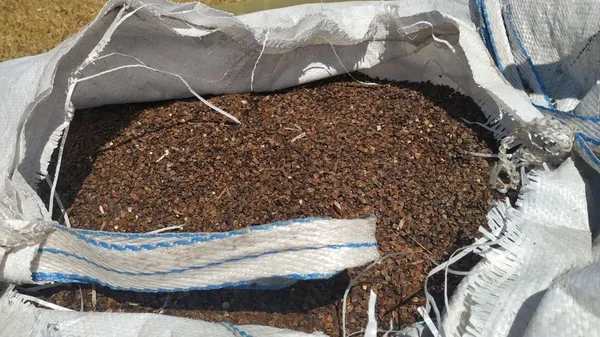 Гречка, яку готують до посіву