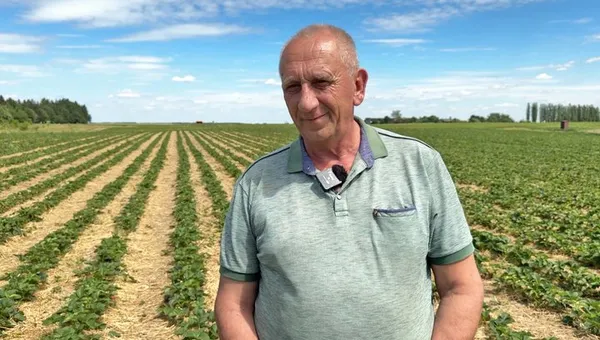 «Полуничний рай» Волині: у селі Хорохорин триває сезон збору ягід (фото, відео)