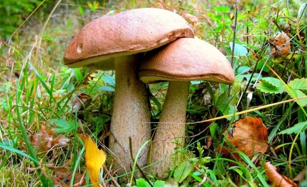Білі, лисички, маслюки, опеньки: які гриби корисні, а з якими треба бути обережними (фото)