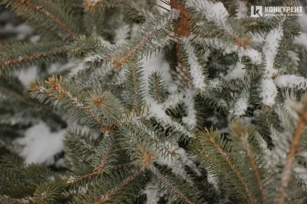 Як під Луцьком ростуть новорічні ялинки (фото, відео)