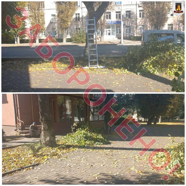 У Луцьку покарали осіб, які без дозволу зрізали дерева у центрі міста (фото)