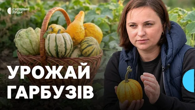 «Гусачки», «восьминіжки» та «смугастики»: як багатодітна волинянка вирощує 15 різновидів декоративних гарбузів (відео)