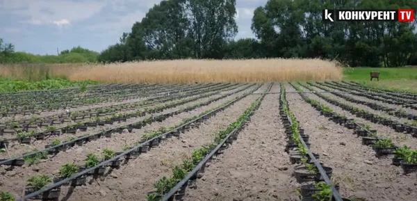 «Син загинув, підберіть нам кольори»: на Волині вирощують плантацію хризантем... для кладовищ (відео)