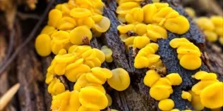 Наче розсипане золото: у лісі знайшли дивовижні гриби (фото)