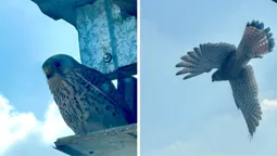 Незвичне сусідство: у волинянки на балконі оселилися пернаті хижаки (фото, відео)