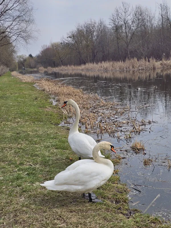 🦢«Лебеді кохання» оселилися у центральному парку Луцька (фото)