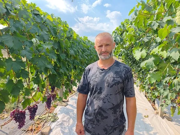 Створили «маленький Крим»: як родина з Волині вирощує 50 сортів винограду (фото, відео)