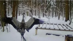 На Волинь повернулася пара червонокнижних журавлів (фото)