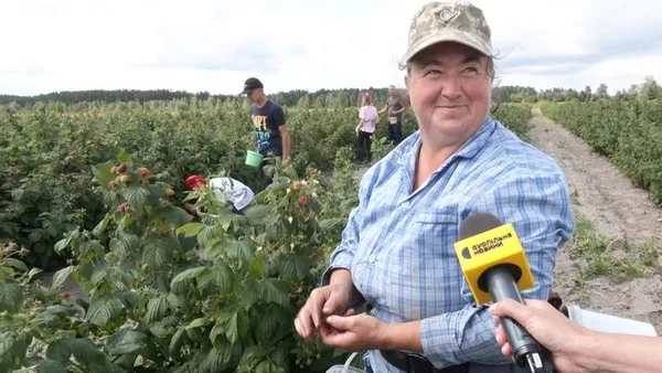 Мешканка села Угриничі Наталія Комар збирає малину на полі родини Ющик