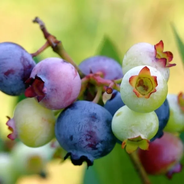 Лохина (Vaccinium corymbosum)