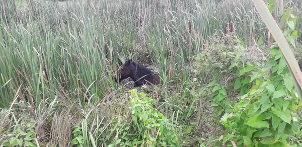 Три дні у водоймі: на Волині з каналу витягли коня (фото, відео)