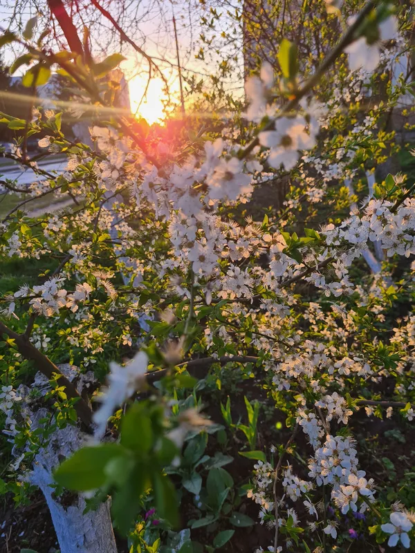 Ранковий Луцьк у фото