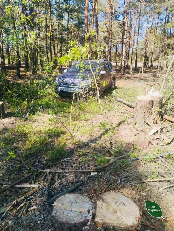 На Камінь-Каширщині зрубали 90 дерев (фото)