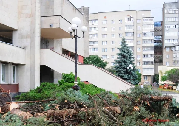Перед РАЦСом в Луцьку зрізали останню блакитну ялинку (фото)