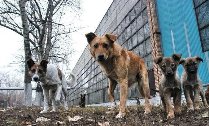 У вересні «Ласка» відловила 29 безпритульних тварин
