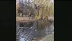 Чому їх так багато: у центральному парку Луцька відвідувачі дивуються кількості качок (відео)