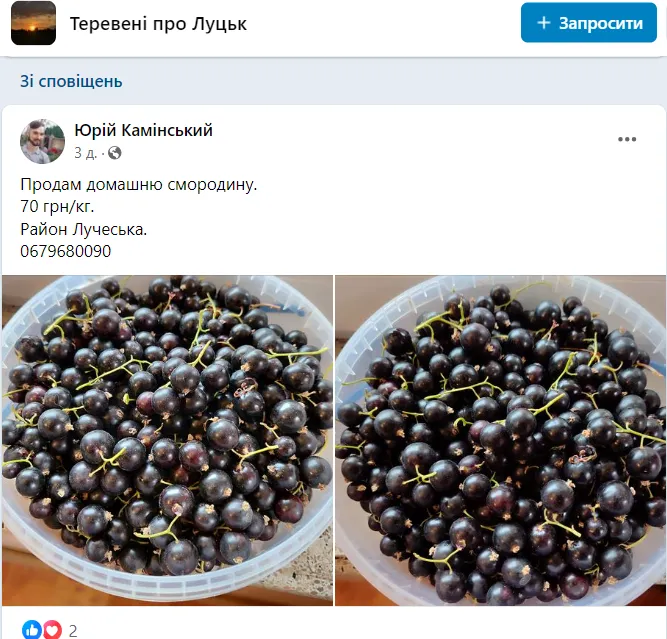У Луцьку та області продають ранню чорну смородину: ціни (фото)