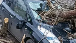 Повалені дерева й розчавлені автівки: у Луцьку негода накоїла лиха (фото)