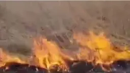 На Волині на території заказника горить трава (відео)