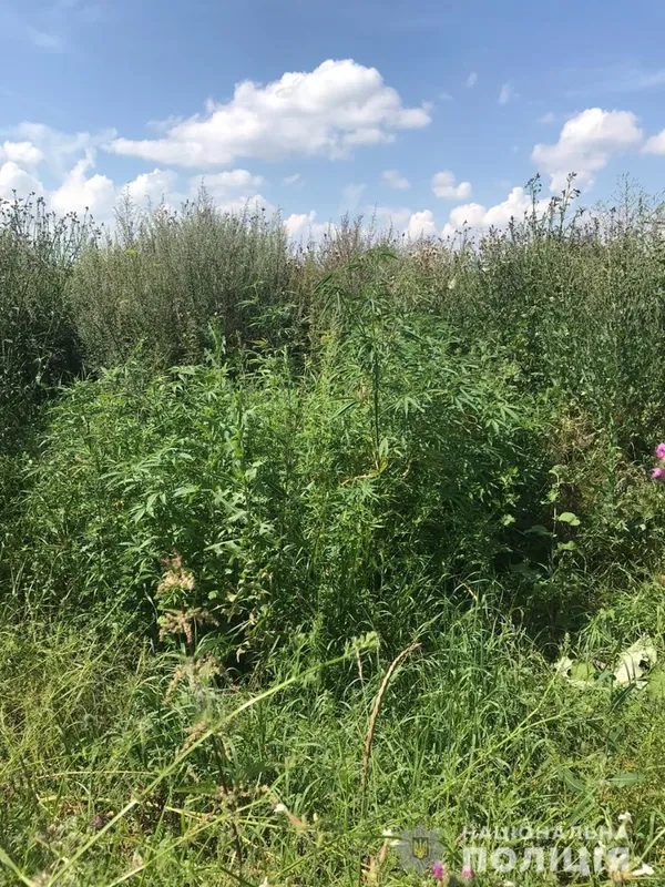 На Волині 57-річний чоловік організував наркобізнес на коноплях (фото)