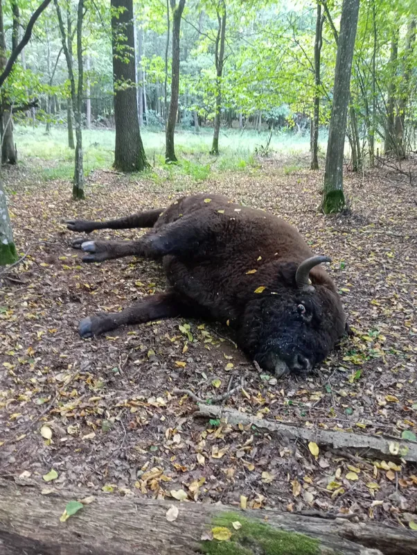 У Луцькому районі виявили загиблого червонокнижного зубра: причини з'ясовують (фото)