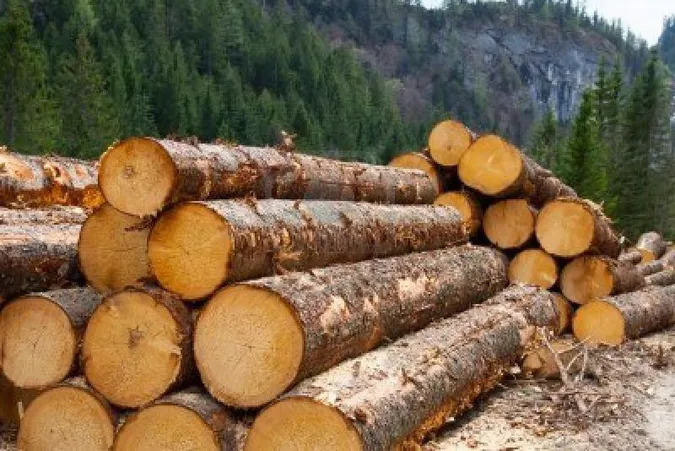 На Волині перевірять експортерів лісу