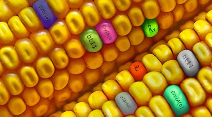 У Кенії почнуть вирощувати генетично модифіковану кукурудзу