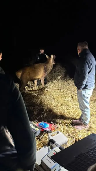 🦌Борис бореться: що відомо про стан зіркового оленя з Волині (фото)