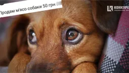 Люди в шоці: у Луцьку продають м'ясо собаки? (фото)