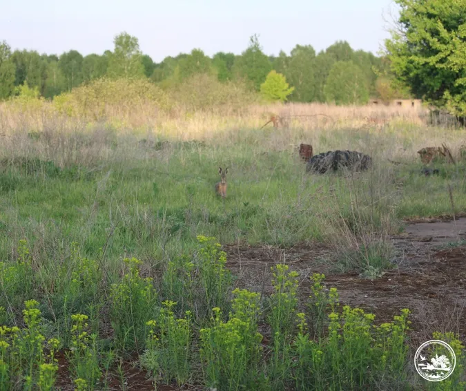 🐇 Невловимі чорнобильські зайці потрапили в об'єктив