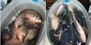 Короп, карась і щука: скільки просять за живу рибу на ринках Луцька