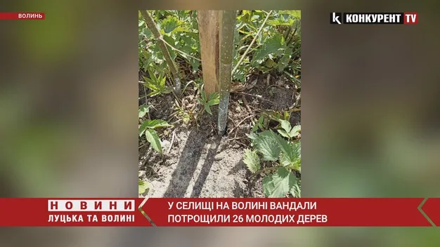 У селищі на Волині вандали знищили 26 молодих дерев