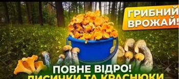 Білі, лисички та рижики: у лісах на Волині збирають повні відра грибів (фото, відео)
