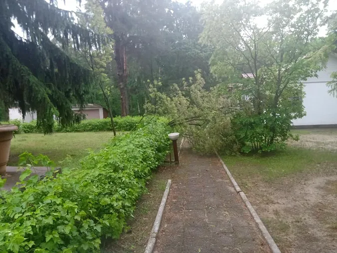 Вирвані з корінням дерева: на Світязі через буревій постраждав дитячий табір (відео)