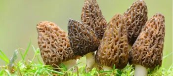 Коштують тисячі доларів: 5 найдорожчих у світі грибів (фото)