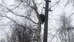 Один – в ящику, інший – на дереві: Луцькому зоопарку підкинули котів (фото)