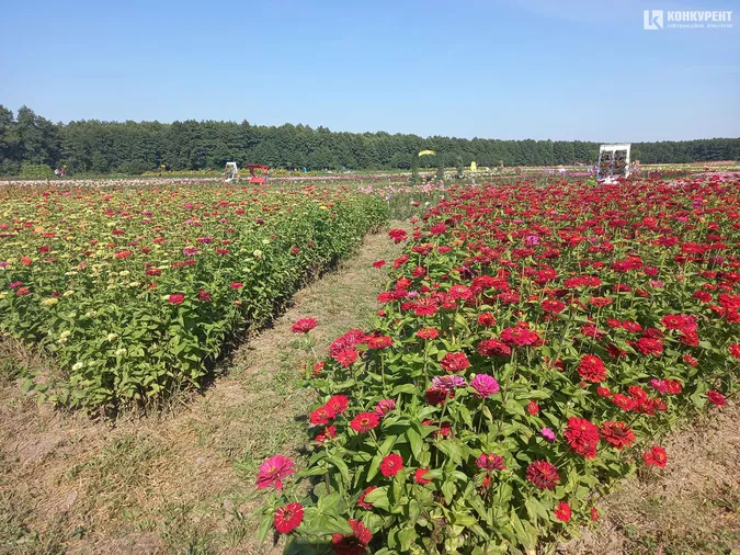 Розпочався фестиваль квітів «Осінь у Волинській Голландії» (фото)