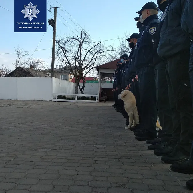 У Луцьку пес застрибнув до патрульних в авто: шукають господаря (фото, оновлено)