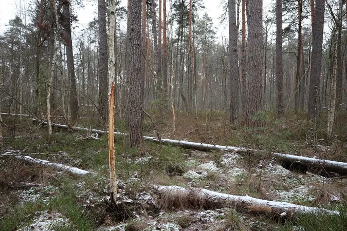 У нацпарку на Волині помітили червонокнижного звіра