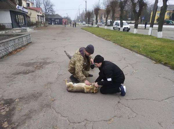 У Старій Вижівці відловили безпритульних собак (фото, відео)