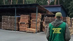 На Волині викрили базу «чорних» лісорубів (фото)